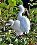 DSC_0500_001.JPG