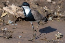 spur_winged lapwing__DSC0278_bp.JPG