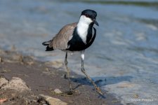 spur_winged lapwing__DSC0273_bp.JPG