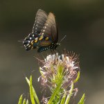 SNY00579_NEO_cr.jpg