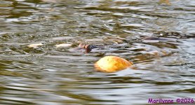 DSC_0551_001.JPG