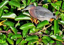 DSC_0564_001.JPG