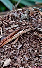 DSC_0604_stitch3_001.JPG