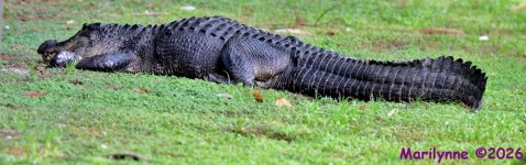 DSC_0615_stitch3_001.JPG