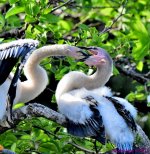 DSC_0636_001.JPG