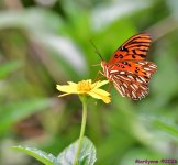 DSC_0665_001.JPG