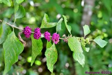 DSC_0683_001.JPG