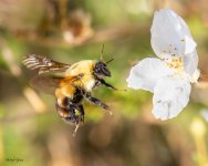 BumbleBee-706.jpg