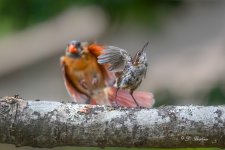 DSC_9620-topaz-denoise.jpg