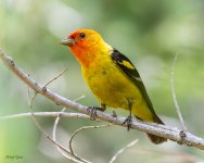 WesternTanager-704.jpg
