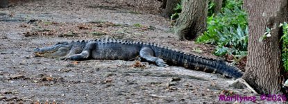 DSC_0711_stitch3_001.JPG