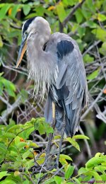 DSC_0774_001.JPG