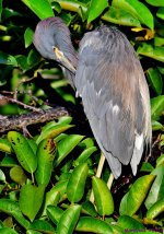 DSC_0779_001.JPG