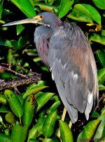 DSC_0785_001.JPG