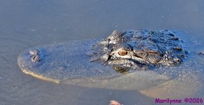 DSC_0801_stitch_001.JPG