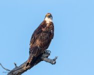 Osprey-703.jpg