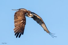 Osprey-707.jpg