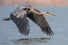 GBHFlight-706.jpg