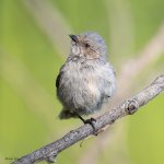 Bushtit-703.jpg