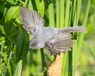 Bushtit-704.jpg