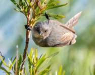 Bushtit-706.jpg