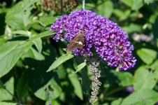 SilverSpottedSkipper1267 sm.jpg