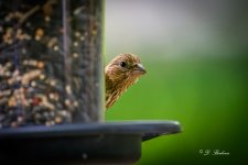 DSC_0393-topaz-rawdenoise.jpg