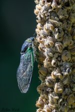 D50_8652.jpg