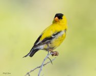 Goldfinch-703.jpg