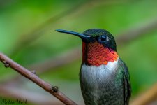 D50_8871-Edit.jpg
