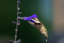 D50_9013.jpg