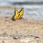SwallowtailShore-703.jpg