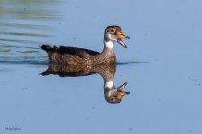 WoodduckEclipse-703.jpg