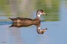 WoodduckEclipse-704.jpg