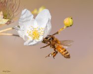 bees-705.jpg