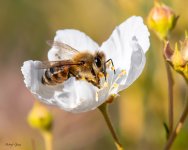 bees-707.jpg