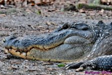 DSC_0717_001.JPG