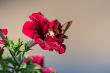 D50_8895.jpg