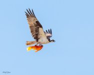 OspreyKoi-703.jpg