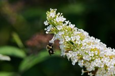 Bee1290 sm.jpg