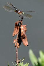 Z52_0027R_cr.jpg