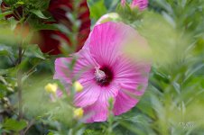 Hibiscus1406 sm.jpg