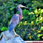 DSC_0909_001.JPG