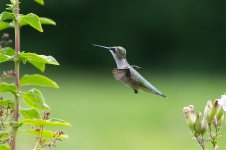 HummingBird1490 sm.jpg