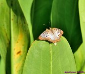 DSC_1000_001.JPG