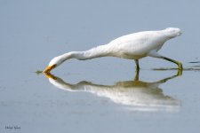 SnowyEgretHunting-703.jpg