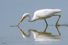 SnowyEgretHunting-704.jpg