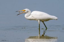 SnowyEgretHunting-705.jpg