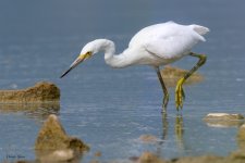 SnowyEgretHunting-706.jpg