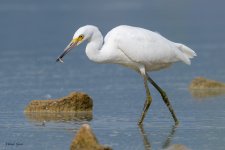 SnowyEgretHunting-707.jpg